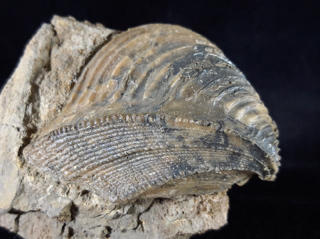 Trigonia interlaevigata (QUENSTEDT 1858) & Myophorella clavellata (SOWERBY) - Bild © FossNet FossilienStore